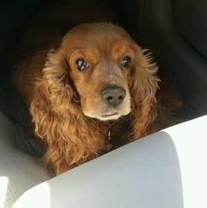 Meet your Posher, Ronald